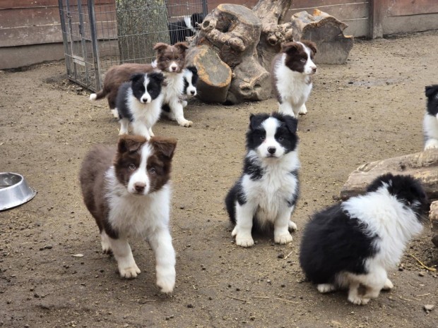 Border Collie fajta tiszta kiskutyk, kitn tenysz szlktl eladk