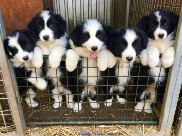 Border Collie fajta tiszta kiskutyk, kitn tenysz szlktl eladk