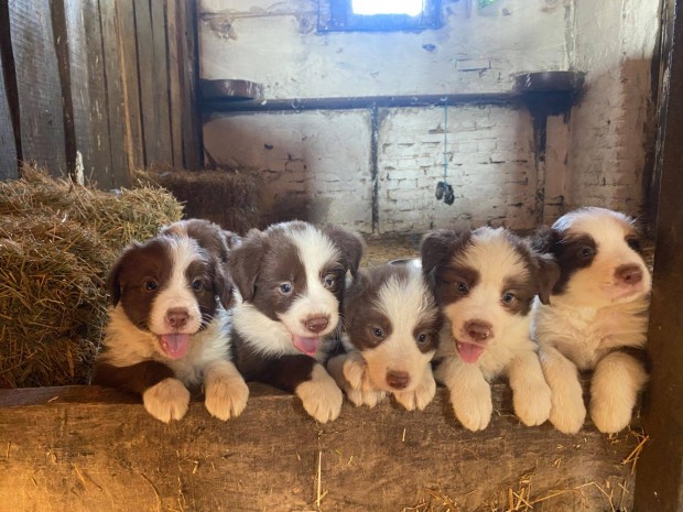Border Collie fajtatiszta jelleg kiskutyk