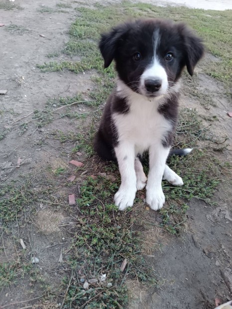 Border Collie fajtatiszta jelleg kiskutyk 