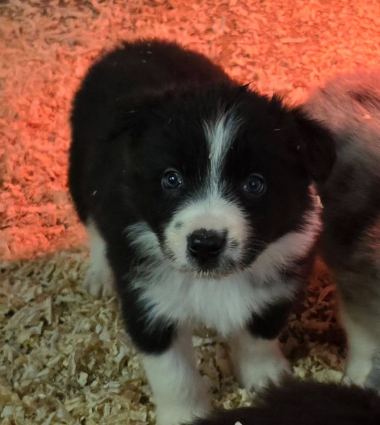 Border Collie fajtatiszta jelleg klykk