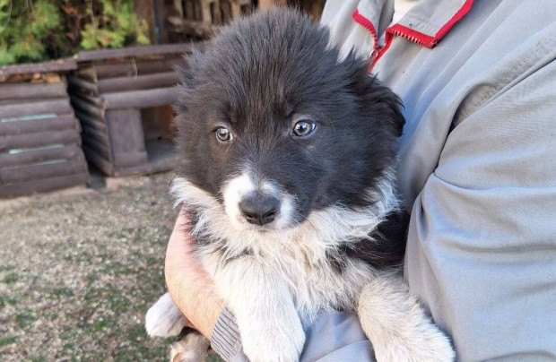 Border Collie fajtatiszta jelleg klykk eladk