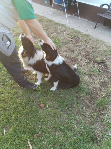 Border Collie fajtatiszta jelleg klykk eladk