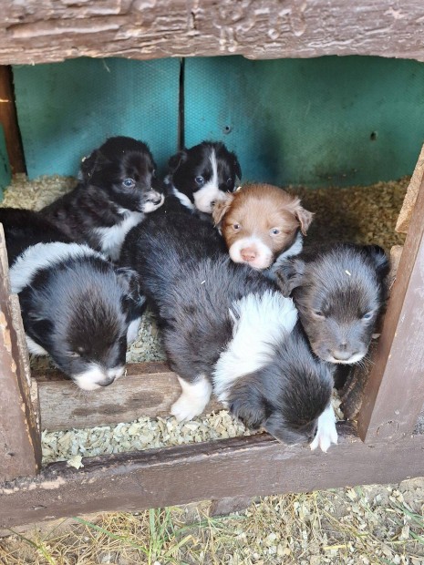 Border Collie fajtatiszta jelleg klykk eladk