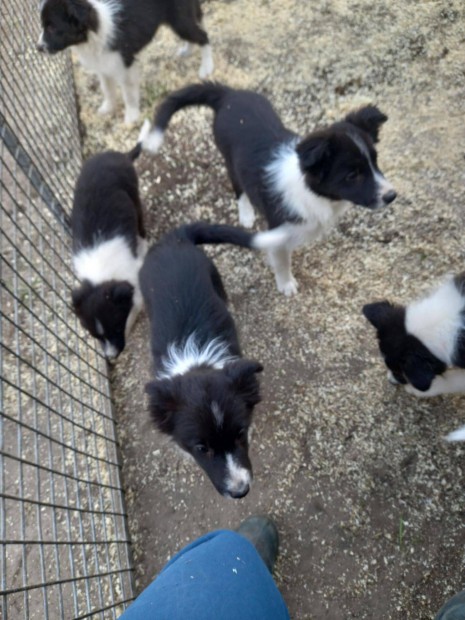 Border Collie jelleg kiskutyk