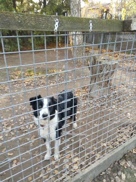 Border Collie jelleg kutya ingyen elvihet