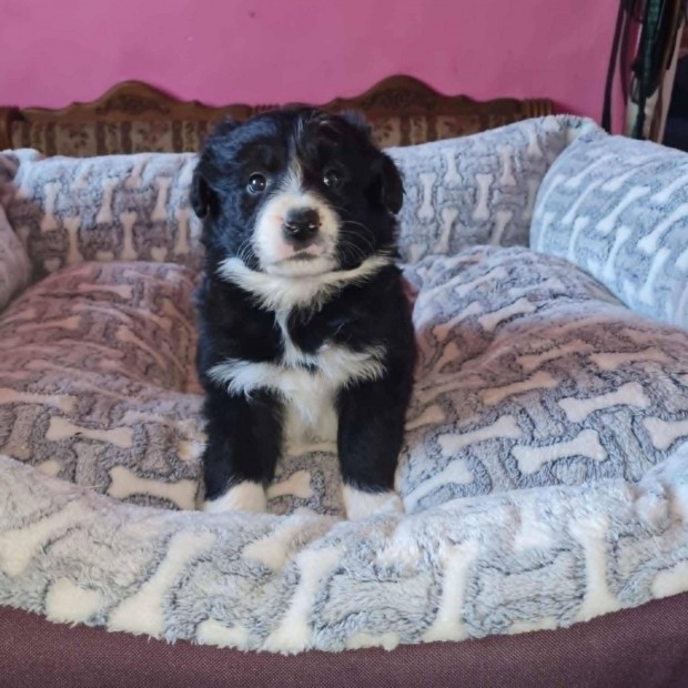 Border Collie kiskutyák