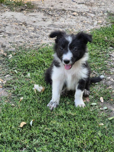 Border Collie kiskutyk ingyen elvihetk