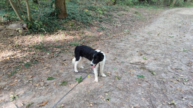 Border collie - puli kutyus