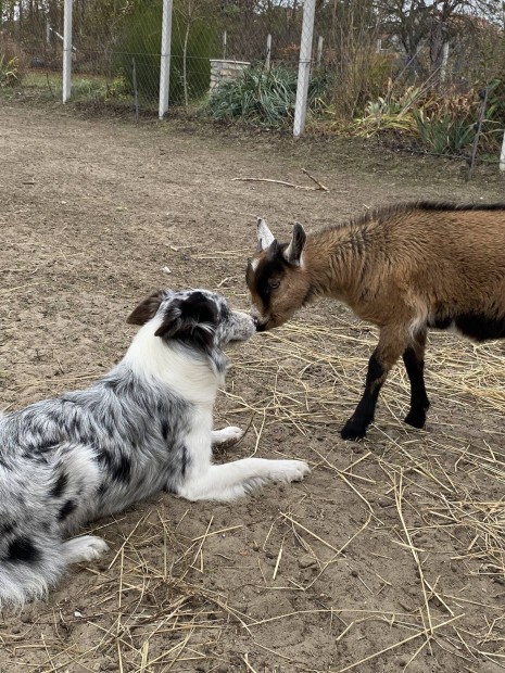 Border collie fajtajelleg ingyen elvihet