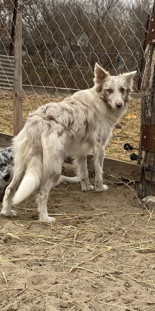 Border collie fajtajelleg ingyen elvihet