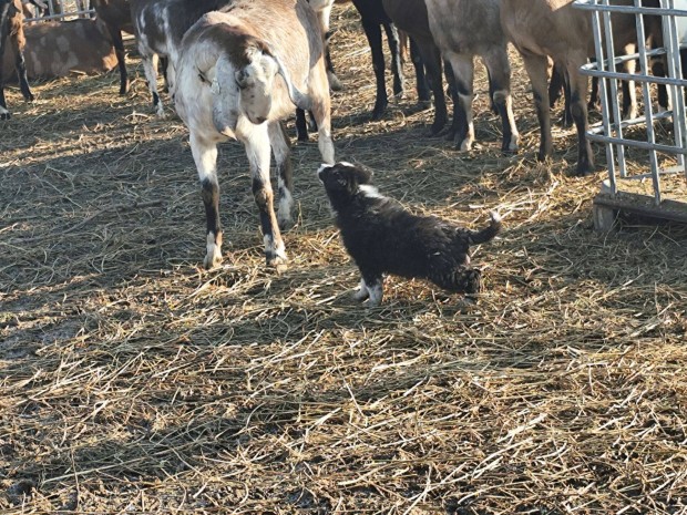 Border collie fajtajelleg kiskutyk