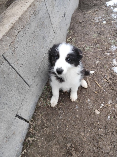 Border collie fajtajelleg kiskutyk