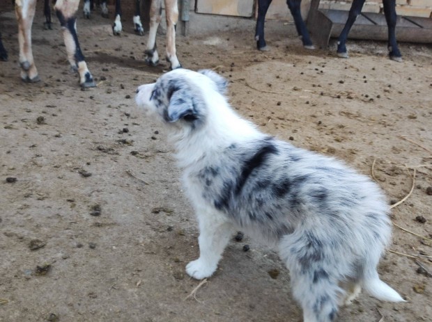 Border collie fajtajelleg kiskutyk ingyen