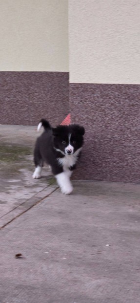 Border collie fajtatiszta jelleg klyk