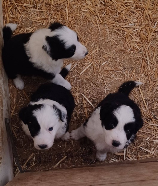 Border collie fajtatiszta jelleg kutyusok