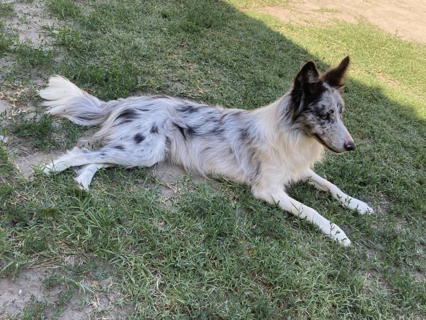 Border collie jelleg ingyen elvihet