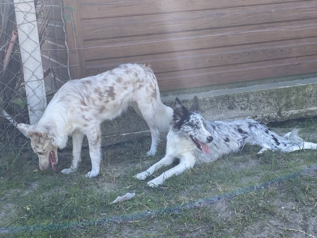 Border collie jelleg ingyen elvihet