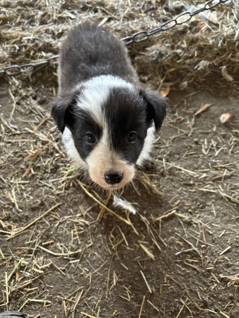 Border collie jelleg kiskutyk ingyen 