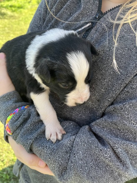 Border collie jelleg kiskutyk ingyen elvihetek