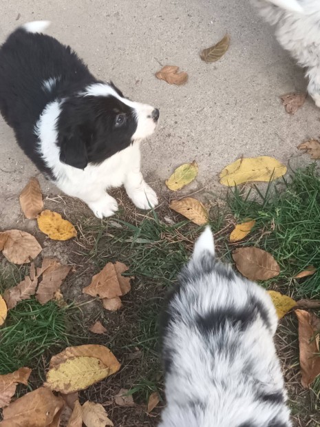 Border collie jelleg kiskutyk ingyen elvihetk