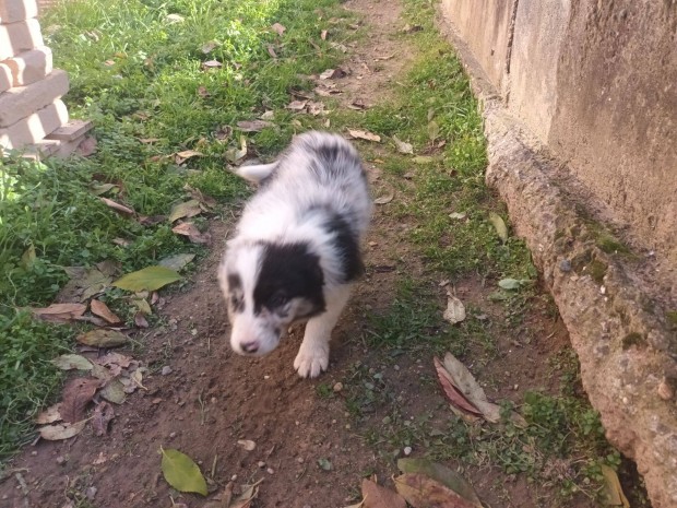 Border collie jelleg kiskutyk ingyen elvihetk