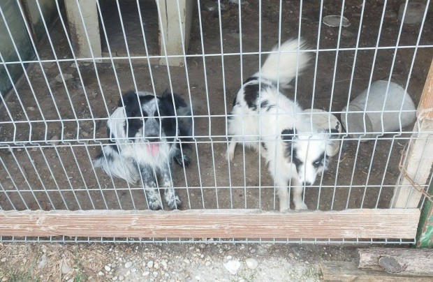 Border collie jelleg kutyk ingyen elvihet