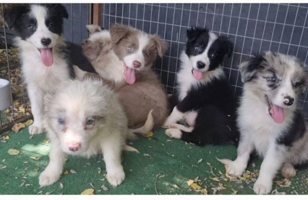 Border collie kiskutya csoki /fehr sznben elad