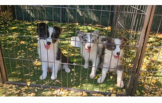 Border collie kiskutyk eladk