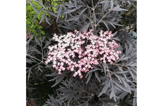 Bord level djszbodza Sambucus nigra 'Black Lace'