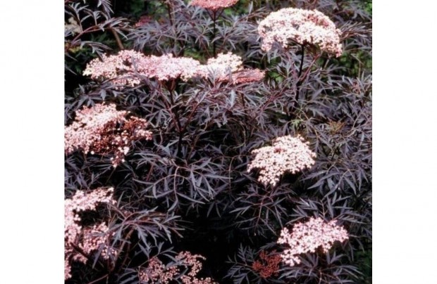 Bord level djszbodza Sambucus nigra 'Black Lace'