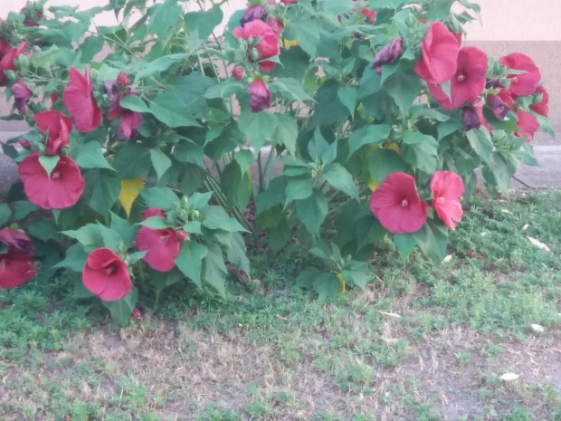 Bord mocsri hibiszkus vel szdszedhet bokor tavaszra