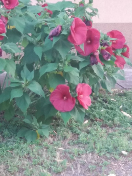 Bord mocsri hibiszkus vel vdrnyi szdszedhet bokor szre