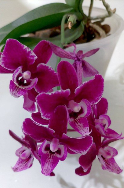 Bord virg orchidea