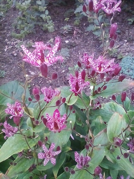 Borzas ppliliom, Fehr tubarzsa, Madrsska , Keserf (Persicaria)