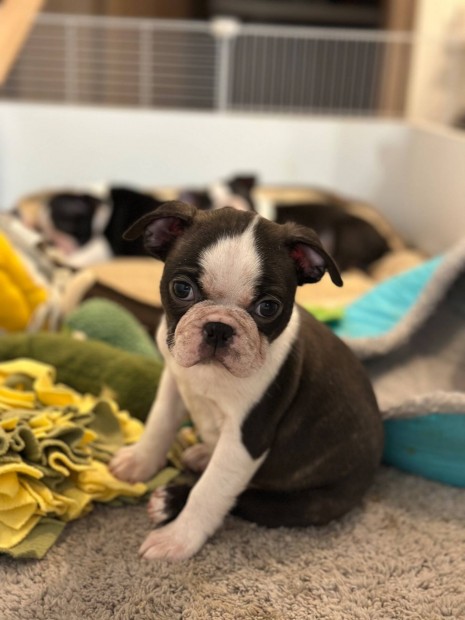 Boston Terrier