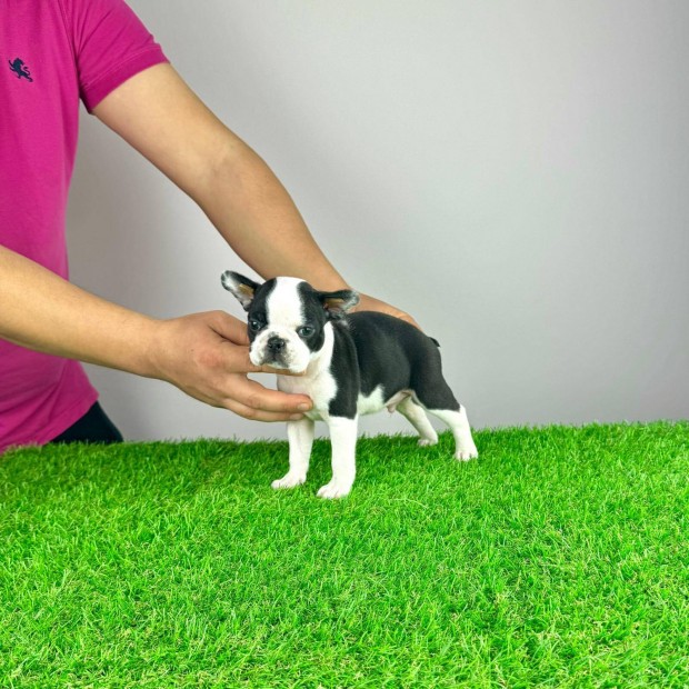 Boston Terrier Trzsknyvvel