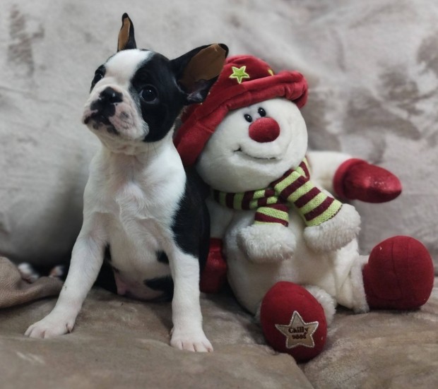 Boston terrier