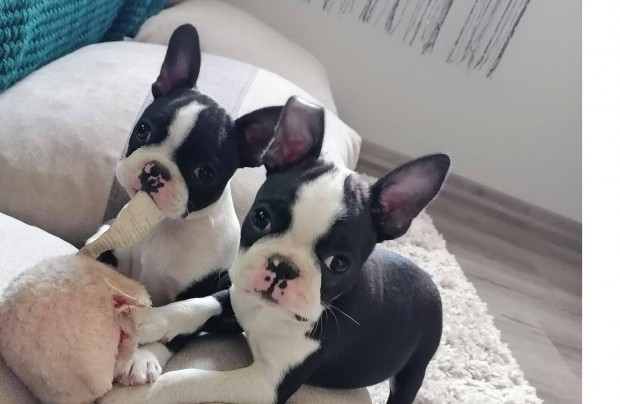 Boston terrier