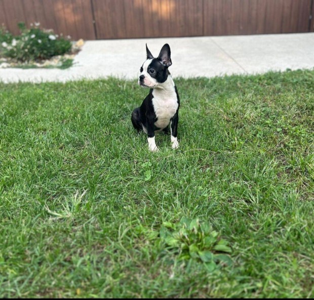 Boston terrier kisfi