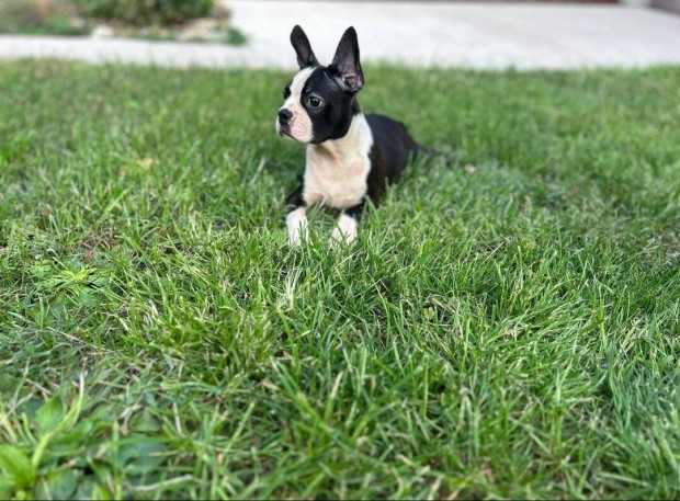 Boston terrier kisfi