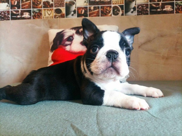 Boston terrier kisfik FCI trzsknyvvel