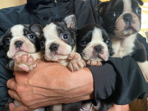 Boston terrier kiskutyák, törzskönyves szülőktől