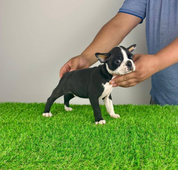 Boston terrier kutyusok törzskönyvvel, oltással, chippel l