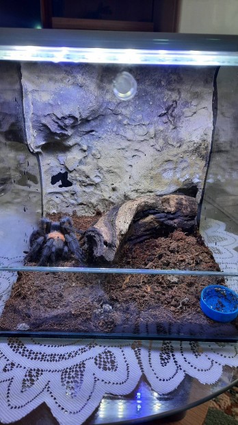 Brachypelma albiceps