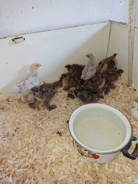 Brahma 3 hetes csibék eladók Szolnokon