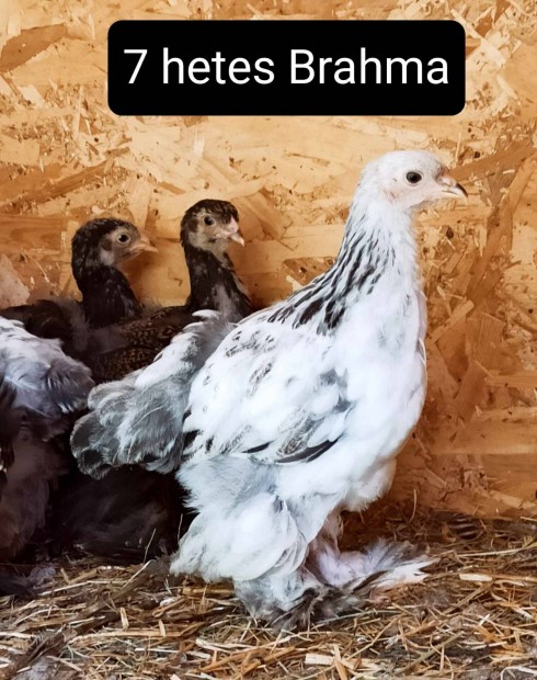 Brahma 7hetes