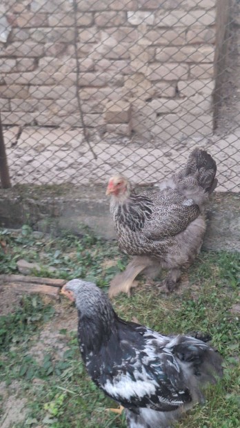 Brahma csald
