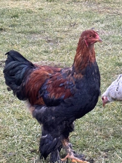 Brahma csald 