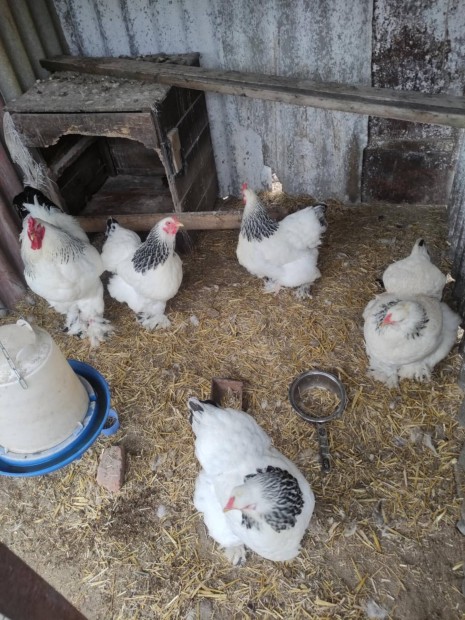 Brahma csald 